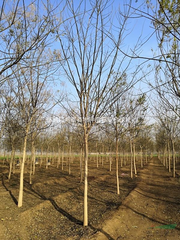 自家苗圃10公分國(guó)槐開(kāi)圃出售