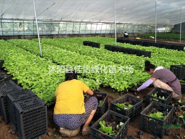 供應(yīng)黃金薯 金葉薯 黃金薯小苗 黃金薯草花地被 園林綠化