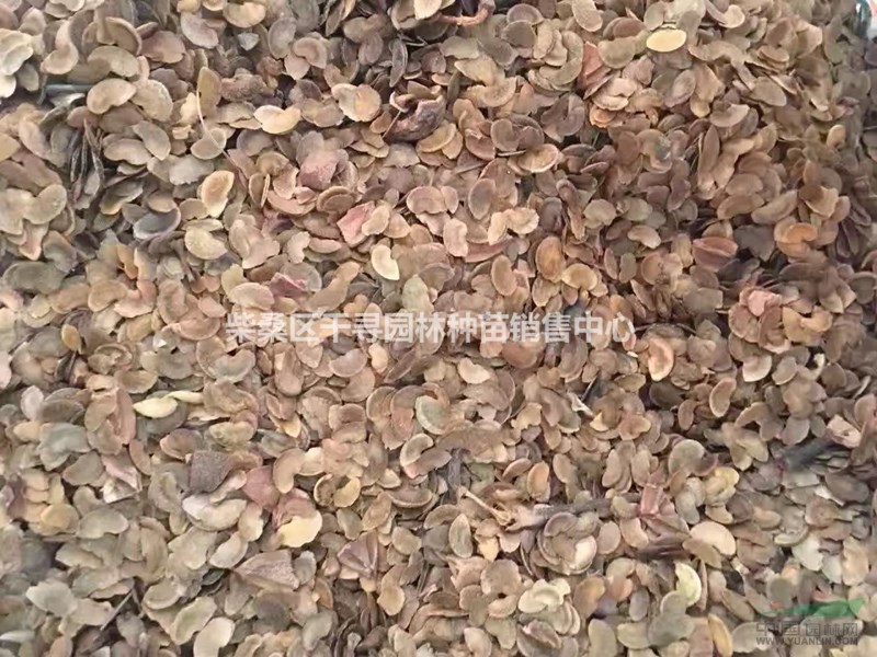 木荷種子播種育苗技術(shù)|木荷種子,播種技術(shù)