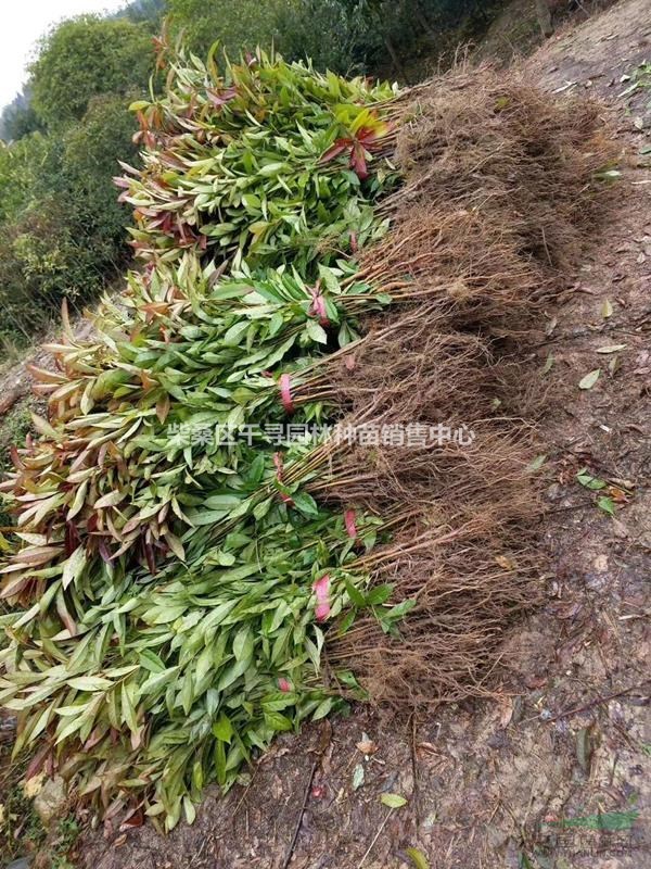 木荷種子播種育苗技術(shù)|木荷種子,播種技術(shù)