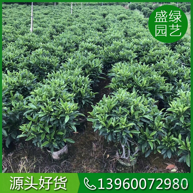 福建非洲茉莉球 非洲茉莉的扦插方法 非洲茉莉球基地