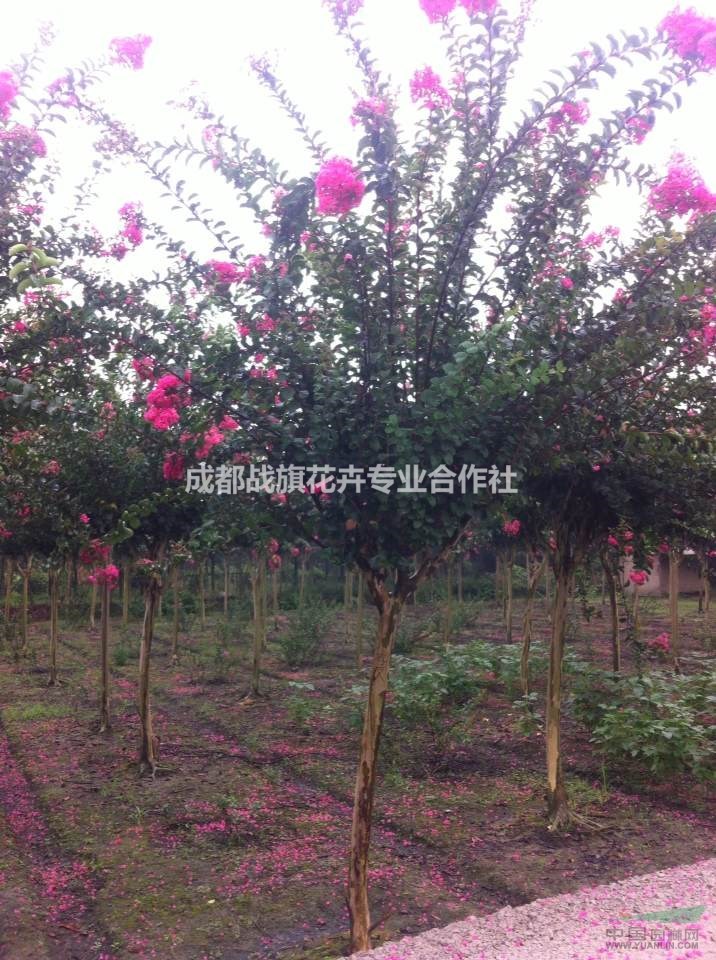 10公分紫薇樹 紫薇樹工程用苗 紫薇樹基地 批發(fā)出售紫薇樹