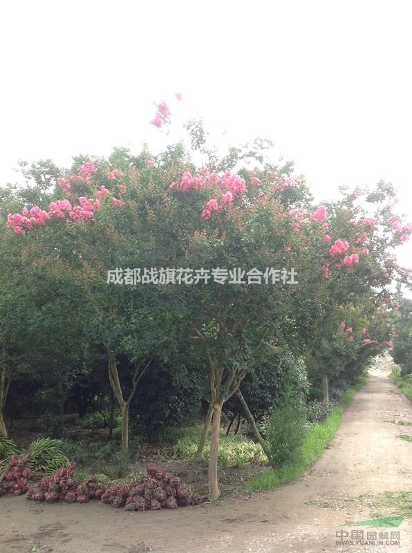10公分紫薇樹 紫薇樹工程用苗 紫薇樹基地 批發(fā)出售紫薇樹