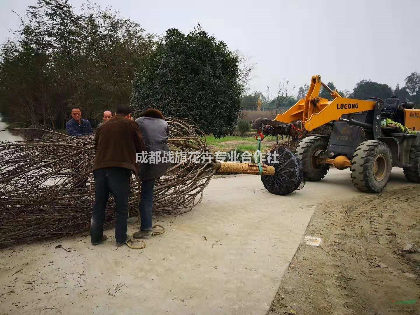 長期供應櫻花 櫻花苗圃基地 出售各個規(guī)格櫻花 櫻花工程苗