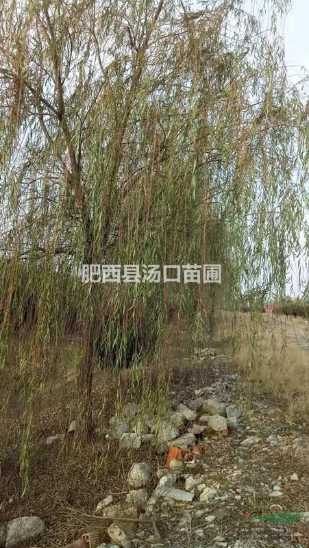 垂柳10公分 12公分 14公分價(jià)格