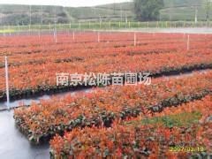 江蘇南京桿經(jīng)6公分7公分9公分紅葉石楠樹價格