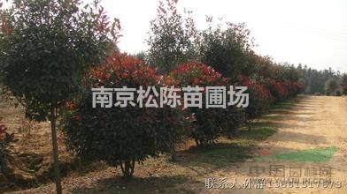 江蘇南京桿經(jīng)6公分7公分9公分紅葉石楠樹價格