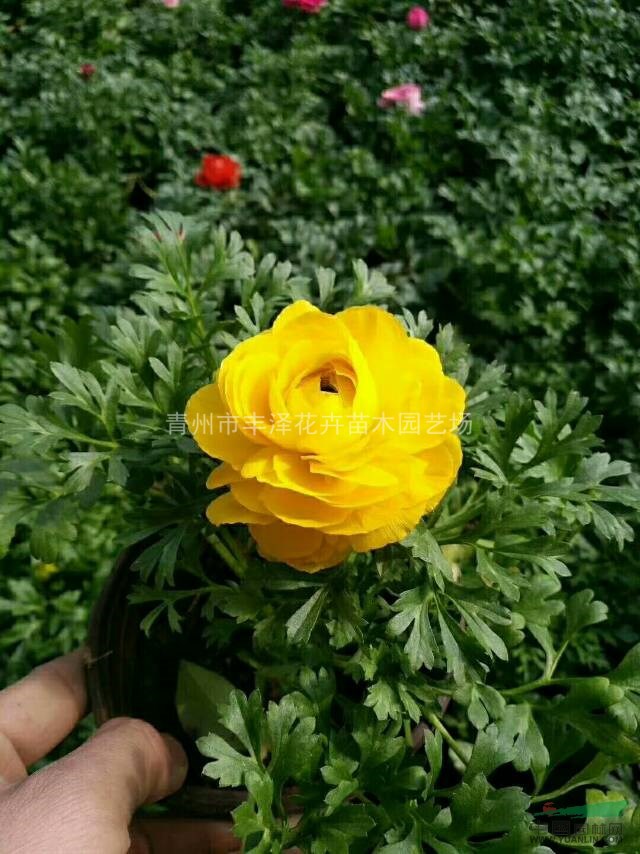 青州市琴葉牡丹種植基地