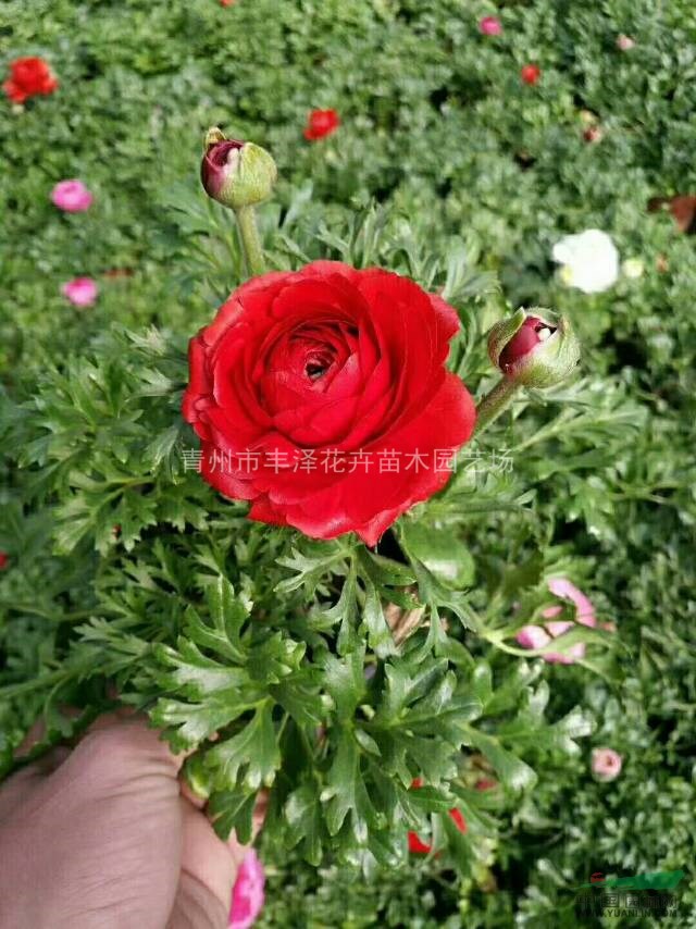 青州市琴葉牡丹種植基地