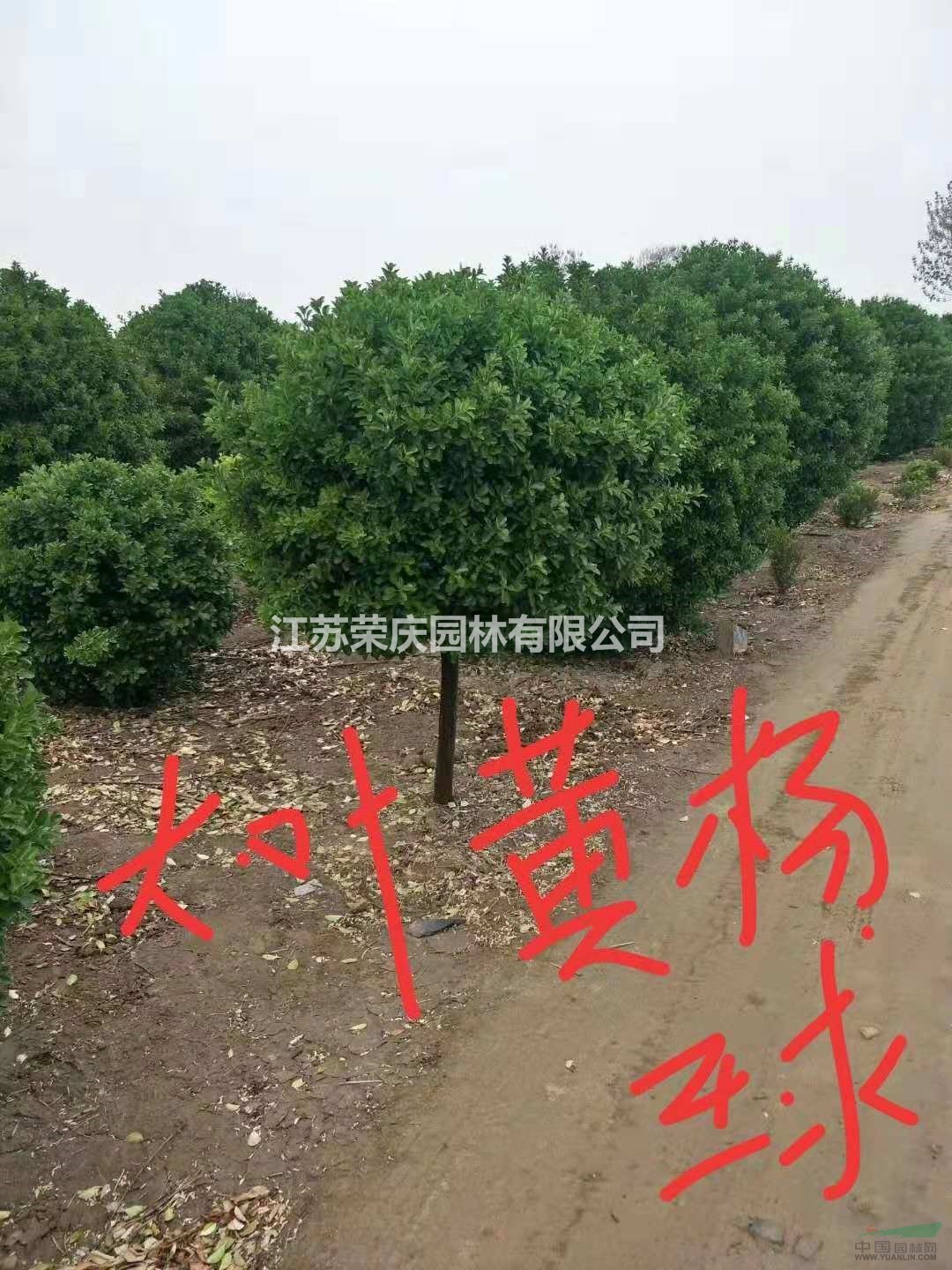 大葉黃楊球栽培技術(shù) 江蘇大葉黃楊球價(jià)格 大葉黃楊球介紹