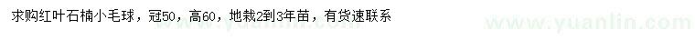 求購冠幅50公分紅葉石楠球