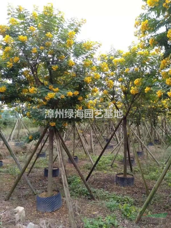 福建黃花槐移植苗哪里便宜，哪里最多