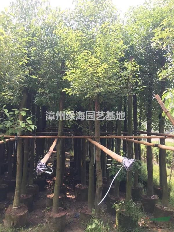 福建精品光桿八公分，十公分，十二公分香樟生產(chǎn)基地在哪