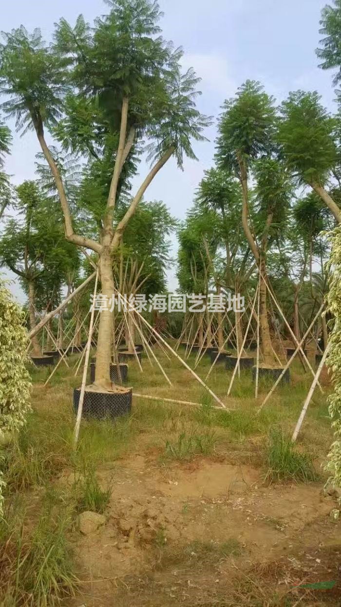 福建藍(lán)花楹市政貨哪里有