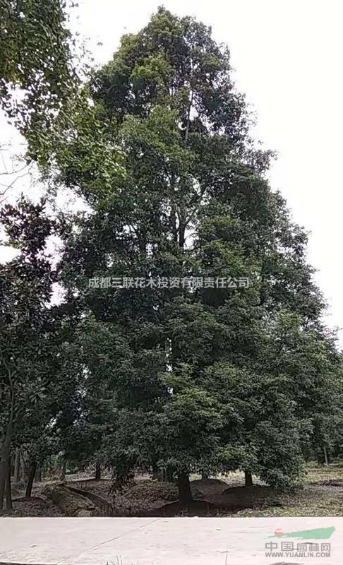 供應(yīng)都江堰基地生產(chǎn)楨楠樹 米徑15公分