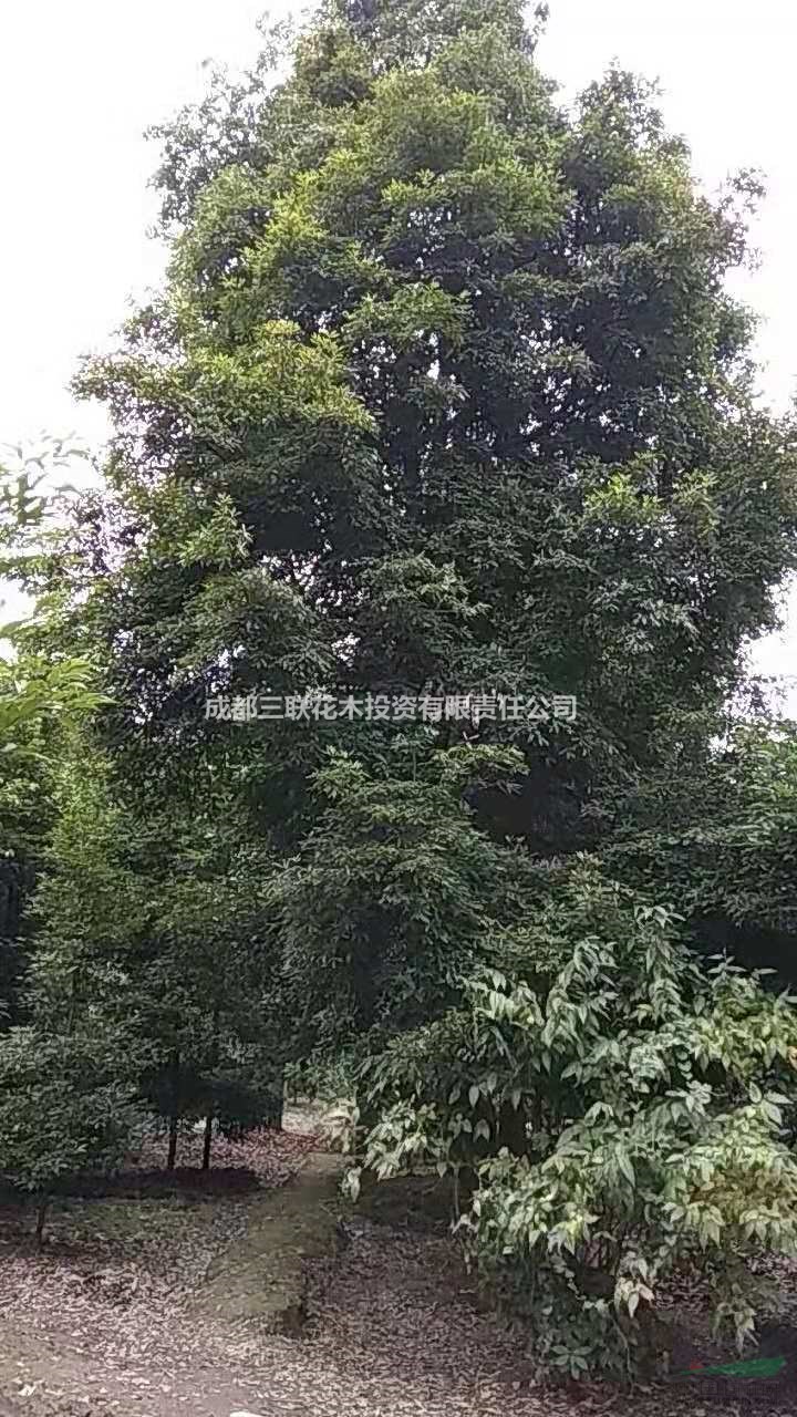 供應(yīng)都江堰基地生產(chǎn)楨楠樹 米徑15公分