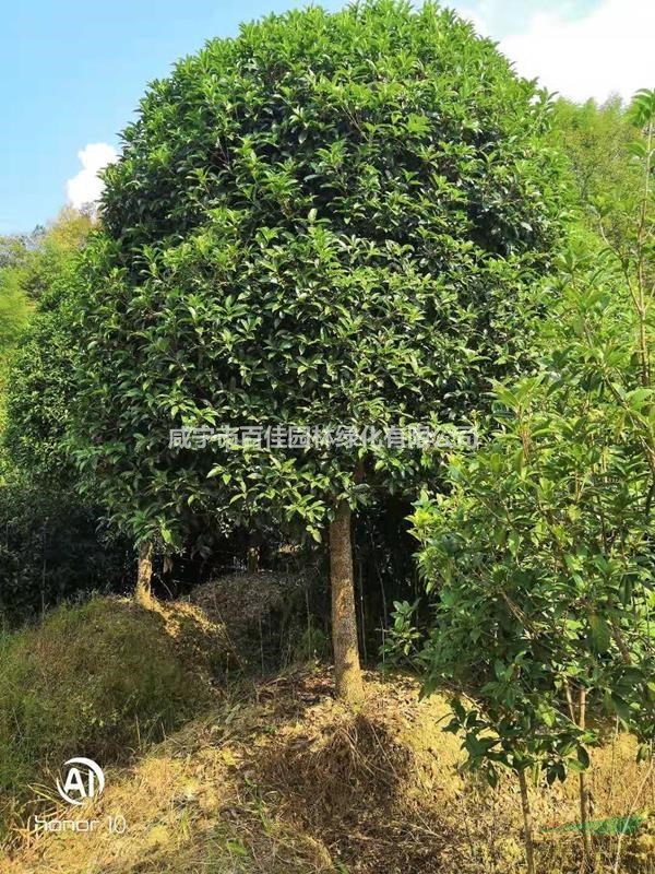 桂花樹價(jià)格，精品12公分桂花樹價(jià)格，咸寧桂花樹價(jià)格