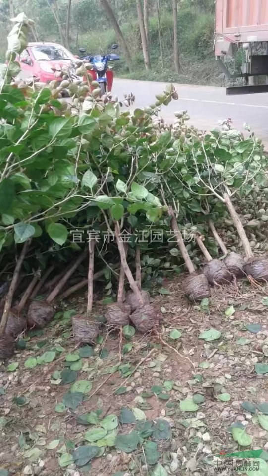 三角梅圖三角梅種植技術(shù)價格四川三角梅