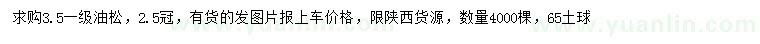 求購3.5米油松