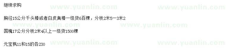 求購(gòu)千頭椿、白皮臭椿、國(guó)槐等