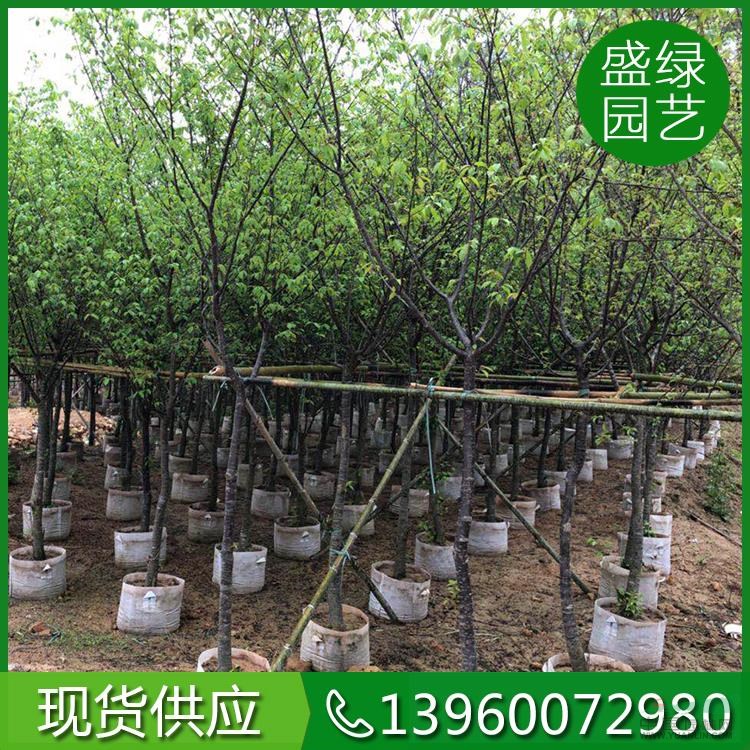 福建福建山櫻花7介紹/特征/用途