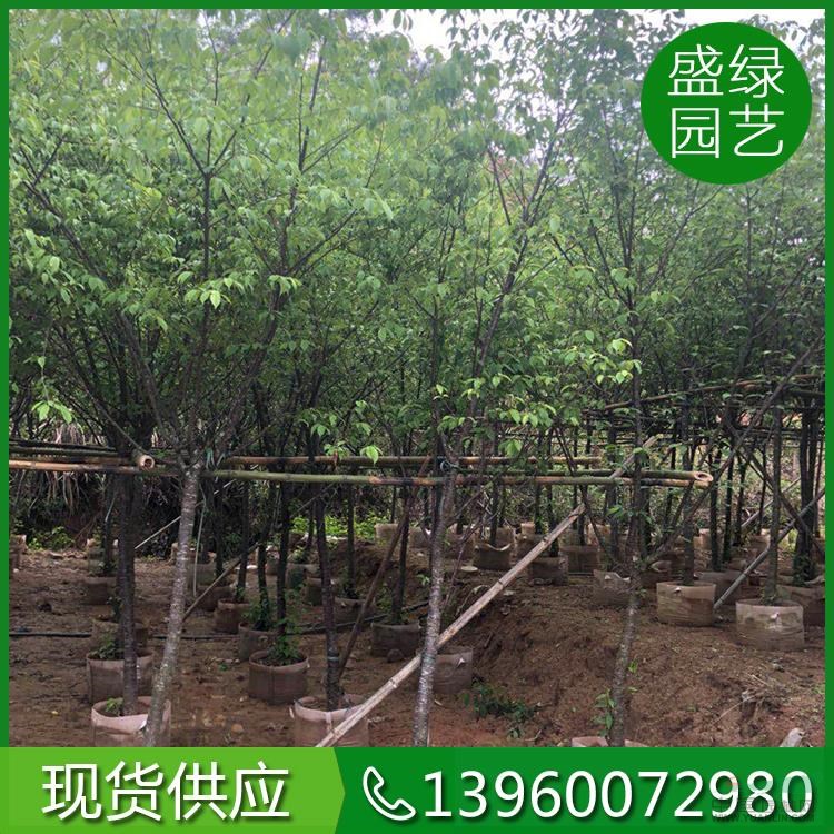 福建福建山櫻花7介紹/特征/用途