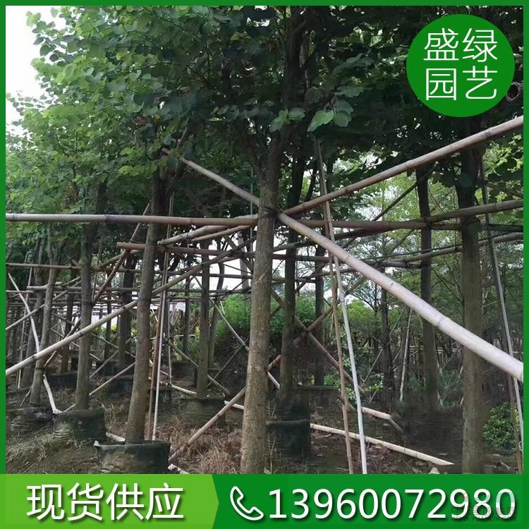 福建宮粉紫荊哪里好/哪家便宜