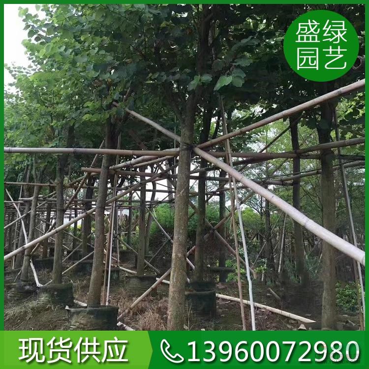 福建宮粉紫荊哪里好/哪家便宜