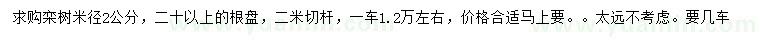 求購米徑2公分欒樹