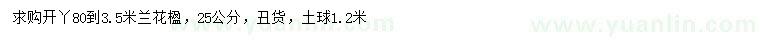 求購25公分藍(lán)花楹