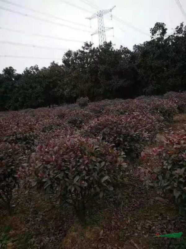 一米紅葉石楠球，1米紅葉石楠球價(jià)格