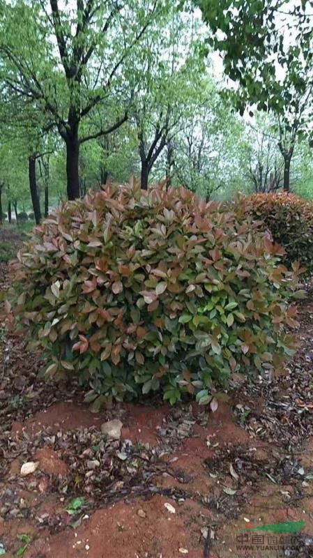 一米紅葉石楠球，1米紅葉石楠球價(jià)格