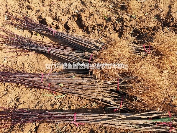 遼寧大紅袍李子苗 純正大紅袍李子樹(shù)苗品種全價(jià)格低
