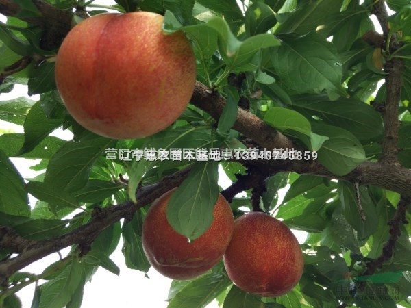 遼寧大紅袍李子苗 純正大紅袍李子樹(shù)苗品種全價(jià)格低