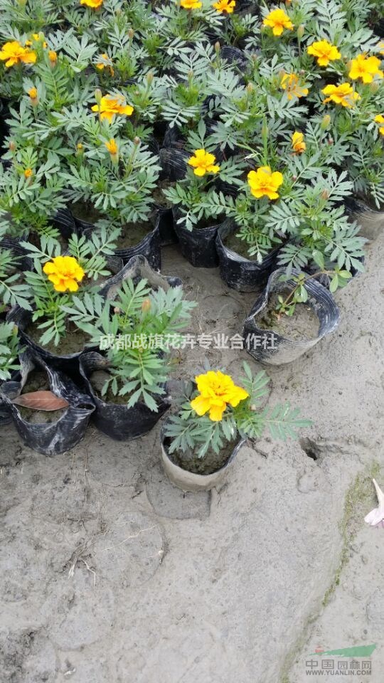 節(jié)日用花孔雀草 春節(jié)花卉孔雀草 孔雀草價格 孔雀草基地