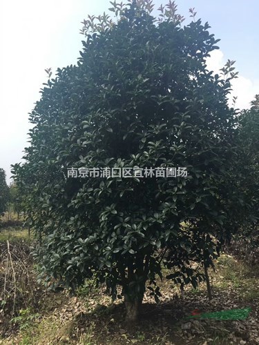 桂花價(jià)格|桂花樹價(jià)格、桂花樹成活率高抗寒