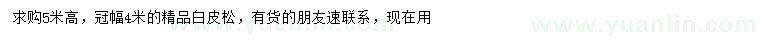 求購高5米白皮松