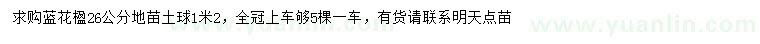 求購26公分藍花楹