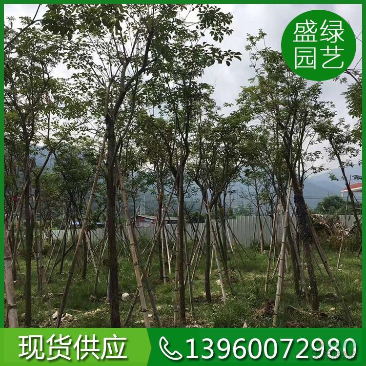 福建黃花風(fēng)鈴木哪里好/福建黃花風(fēng)鈴木哪家便宜