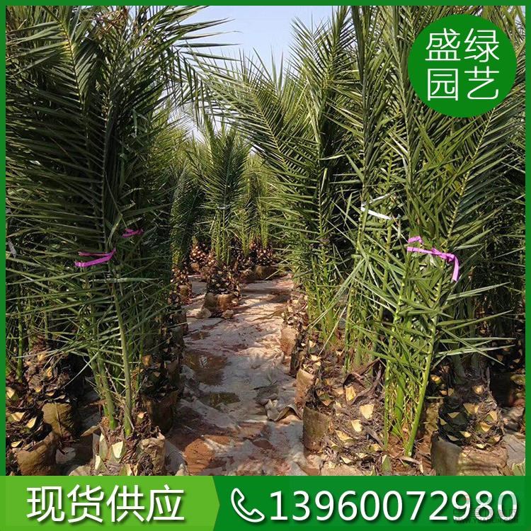 福建加拿利海棗13批發(fā)/供應(yīng)