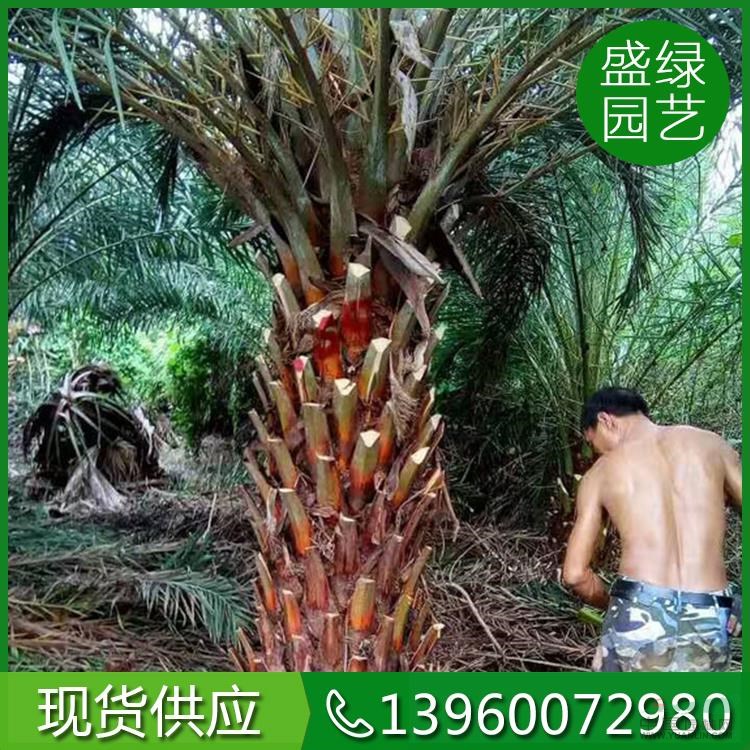福建加拿利海棗13批發(fā)/供應(yīng)