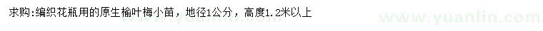 求購(gòu)地徑1公分榆葉梅小苗