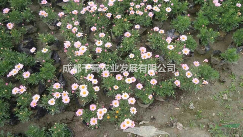 木春菊出售 瑪格麗特木春菊 多年生草花木春菊