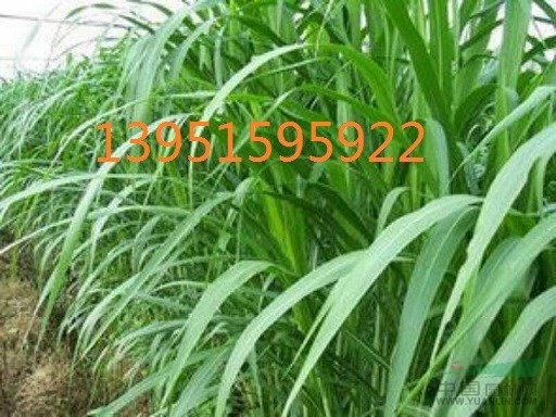 豬牛羊愛(ài)吃什么草 紫花苜蓿 高丹草 黑麥草 哪一種最好