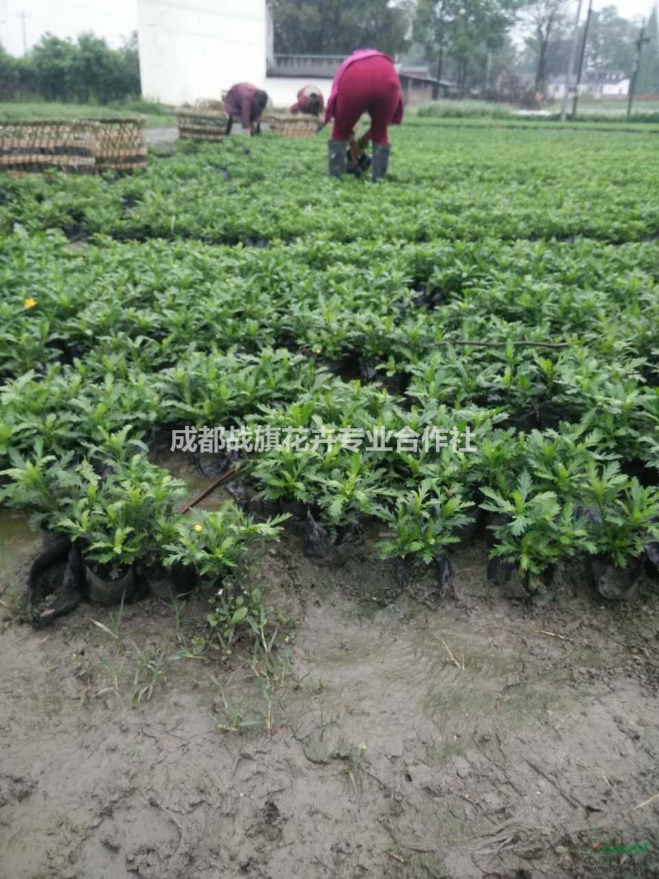 貴州地區(qū)供應(yīng)木春菊 木春菊價格 木春菊花卉 木春菊基地苗圃 