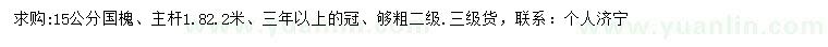 求購15公分國槐