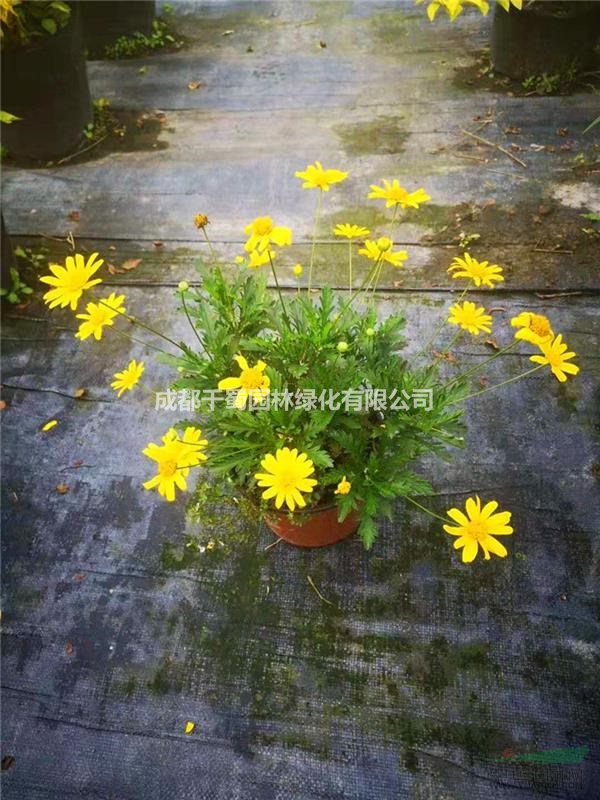 大量供應(yīng)元旦節(jié)草花 木春菊 多年生花卉 20公分木春菊