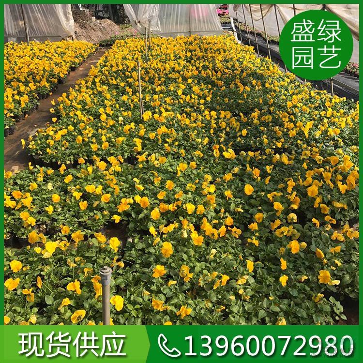 福建[產(chǎn)品]/福建時(shí)花冬季9價(jià)格/報(bào)價(jià)