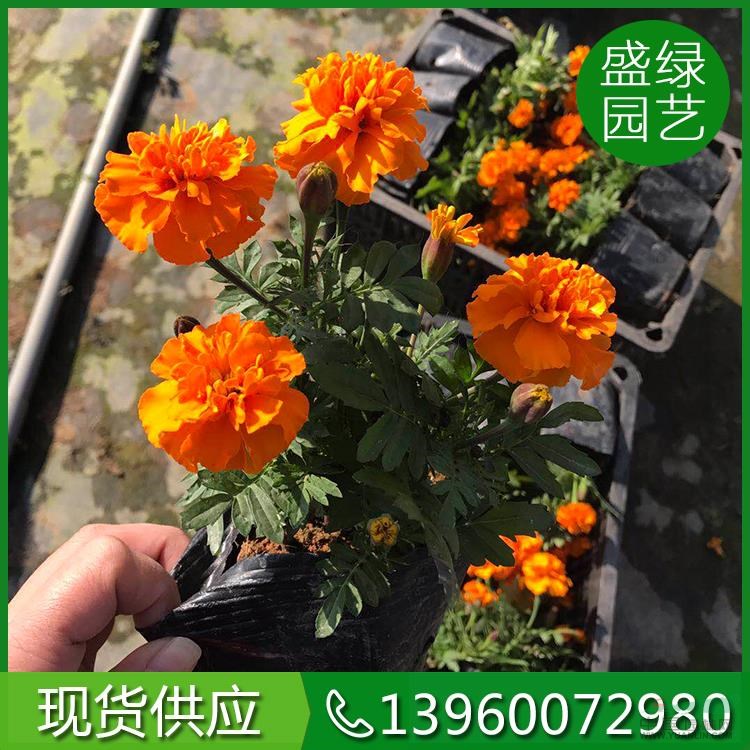福建[產(chǎn)品]/福建時(shí)花冬季9價(jià)格/報(bào)價(jià)