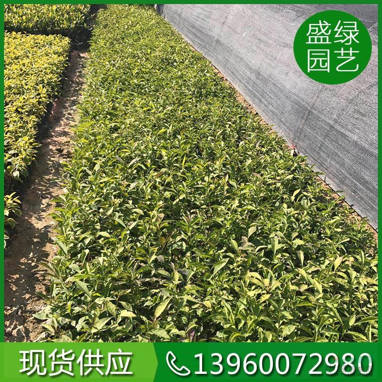 漳州鴛鴦茉莉圖片 漳州鴛鴦茉莉報(bào)價(jià) 漳州鴛鴦茉莉基地